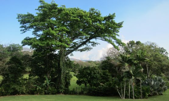 arbol ceibo