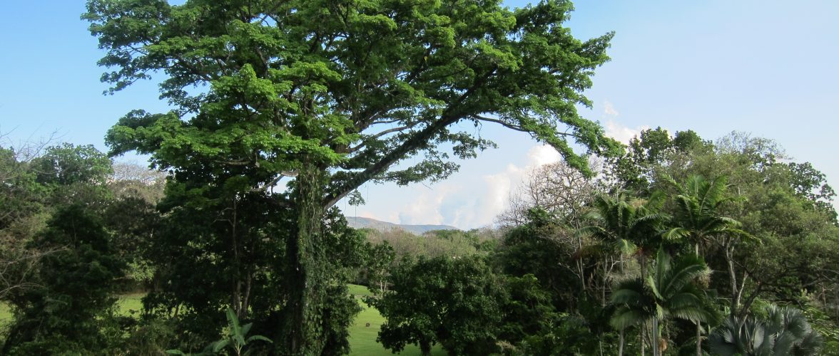 arbol ceibo