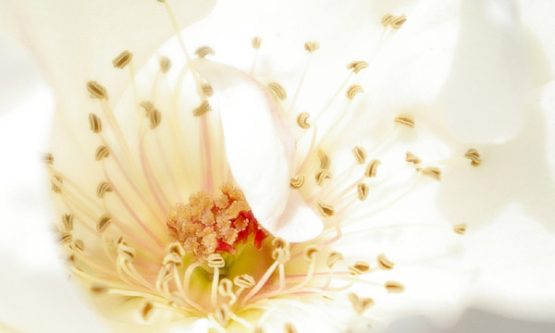 flor_de_pasion