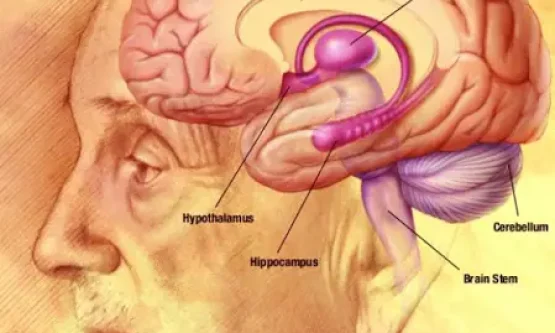 How the brain benefits from aging